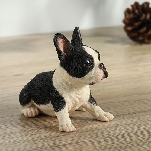 Boston terrier puppy - terrier,